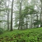 Zauberwald im Siebengebirge