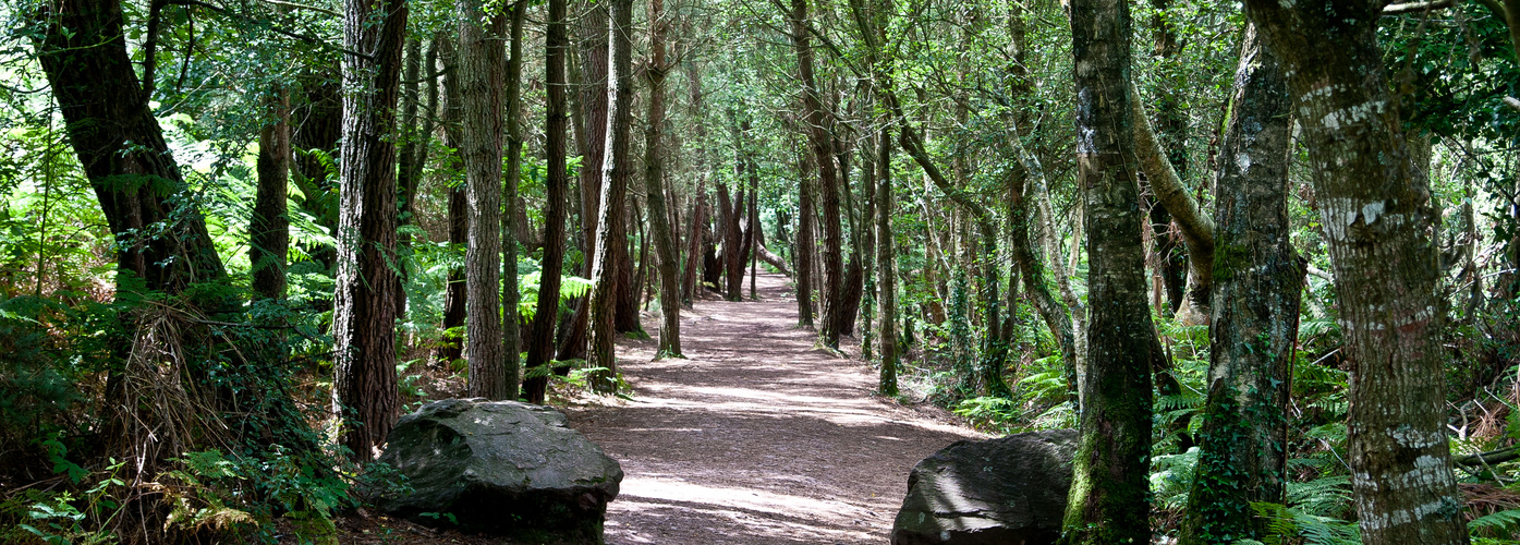 Zauberwald in der Bretagne