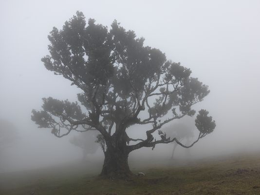Zauberwald in Madeira