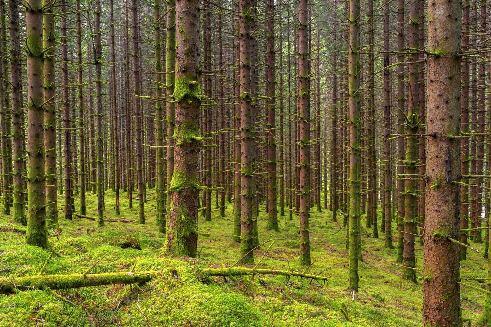 Zauberwald © Matthias Buehner