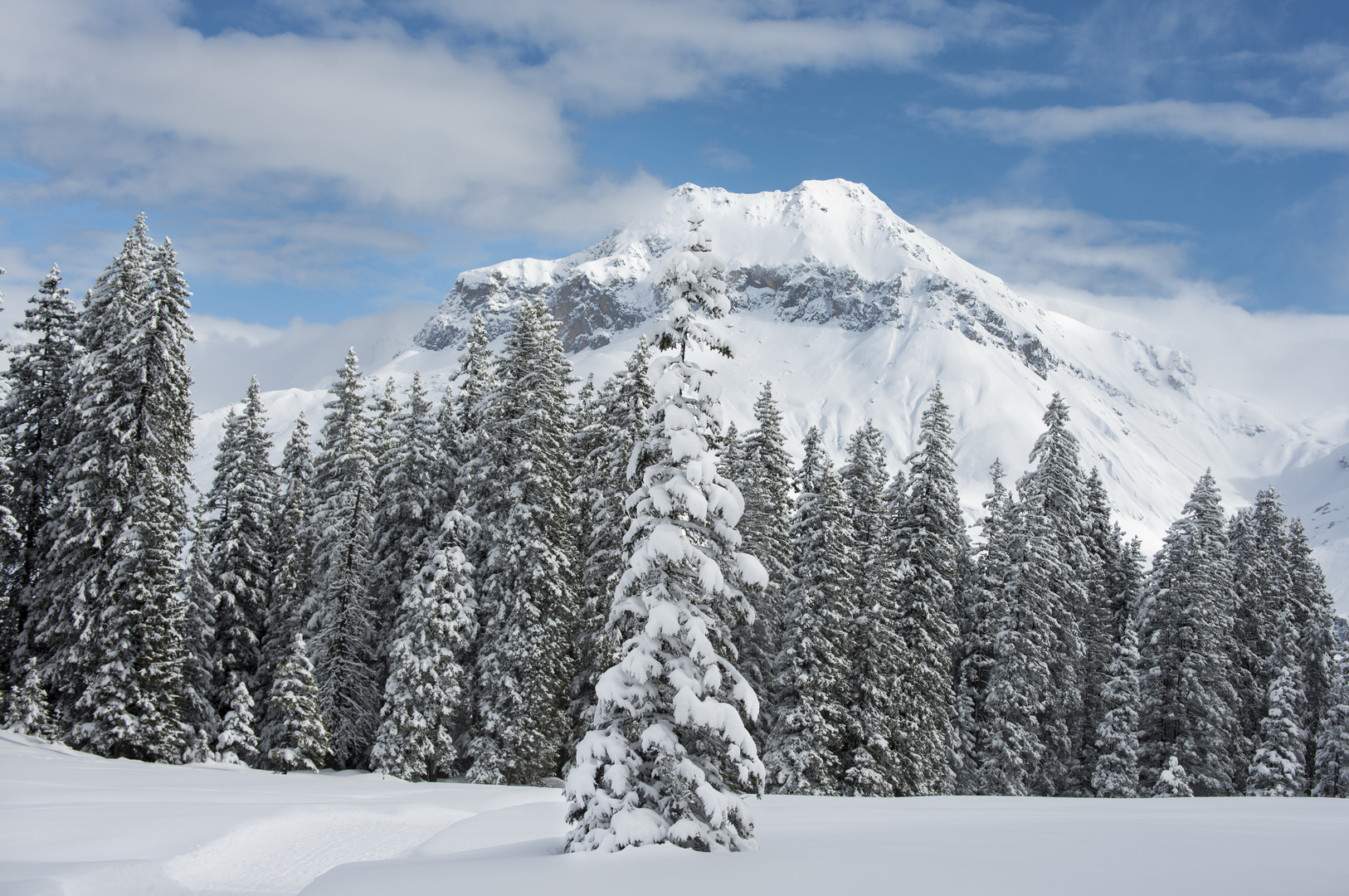 Zauberwald mit Schollberg