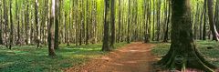 Zauberwald Panorama