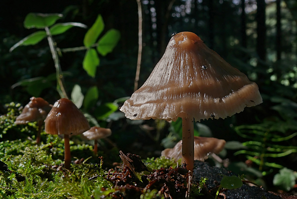 Zauberwald-Pilz