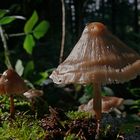 Zauberwald-Pilz