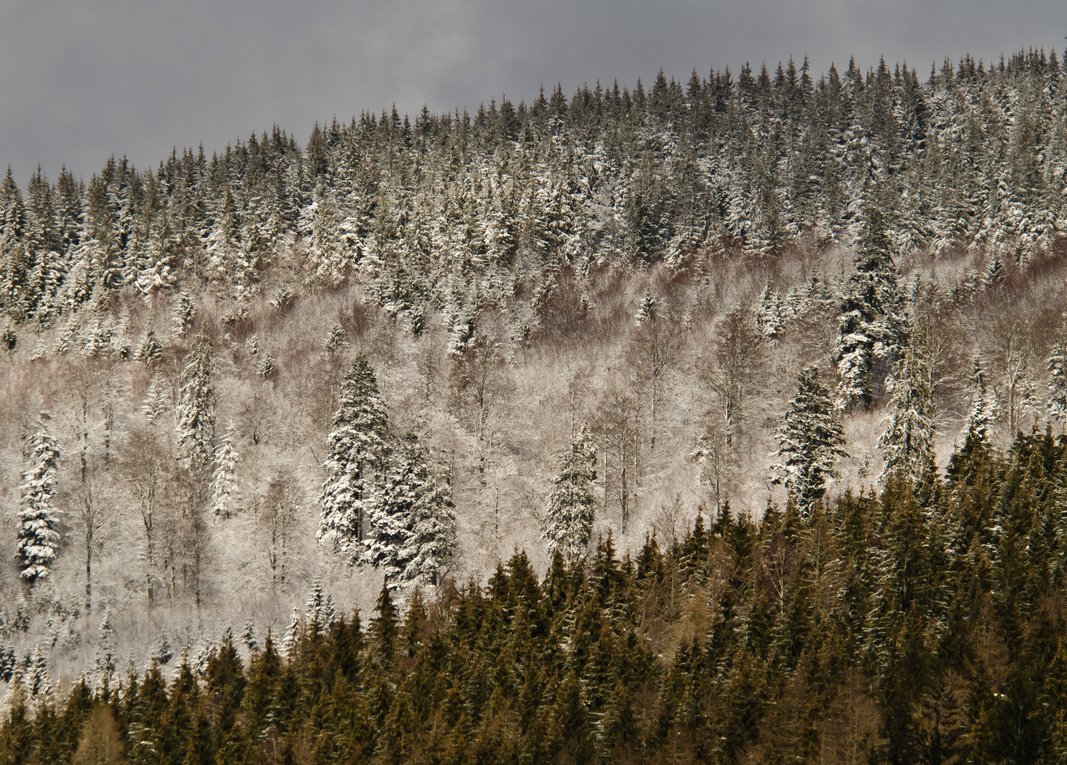 Zauberwald - Schwarzwald