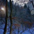 Zauberwald. (Winter kämpft mit Herbst)