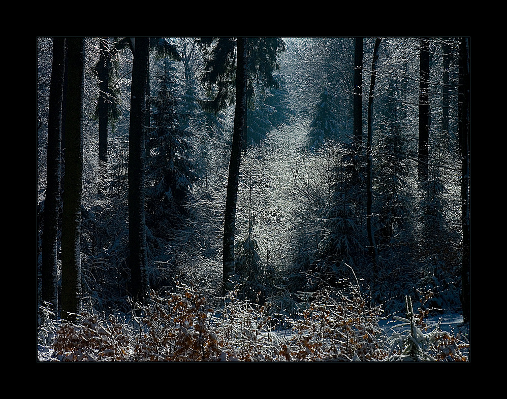 ...Zauberwald... - ...zu schön, um...