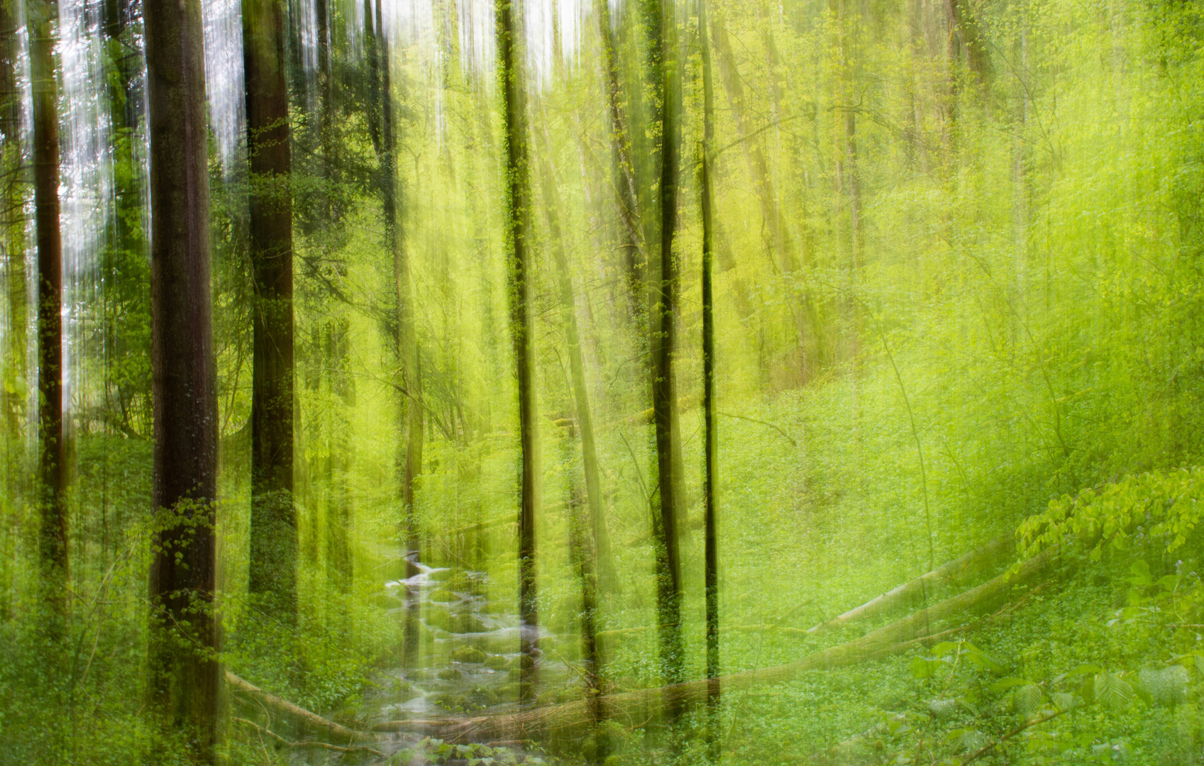 Zauberwald/Malen mit der Kamera