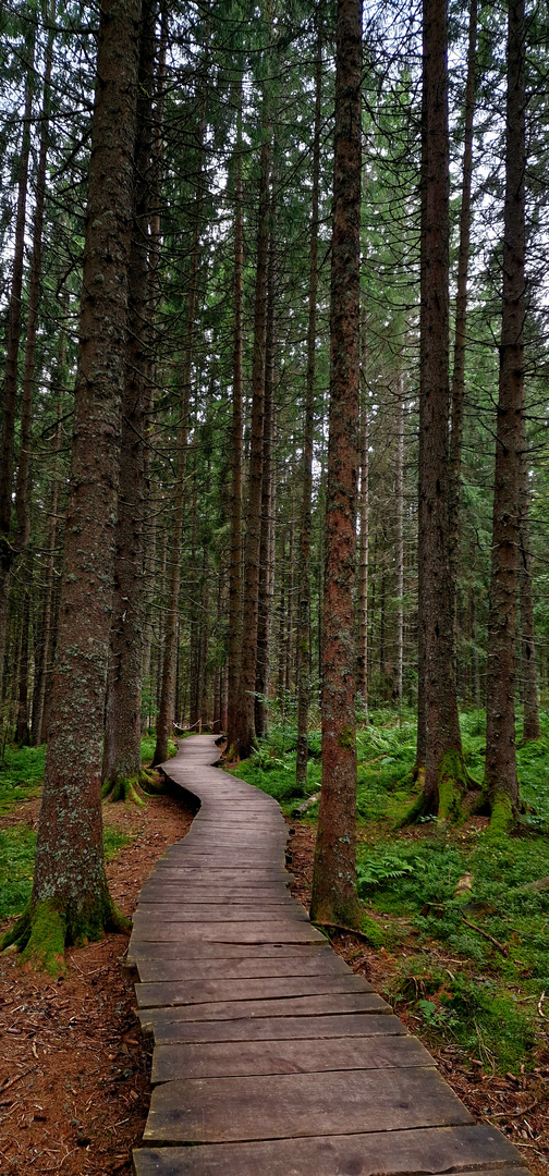 Zauberwaldpfad 