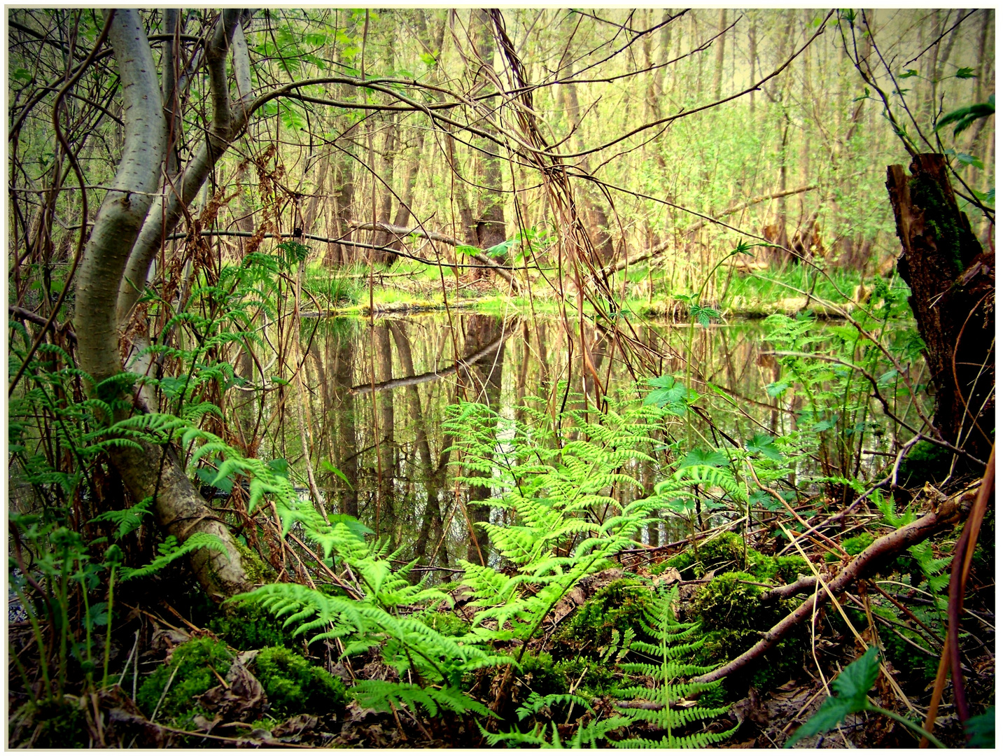 Zauberwasser-Wald