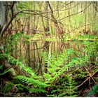 Zauberwasser-Wald