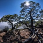 Zauberwelt im Mondlicht