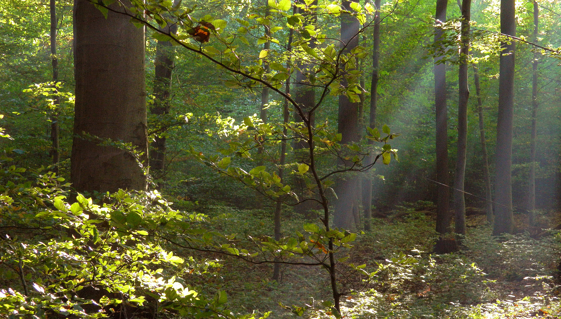 Zauber,Zauber im Wald