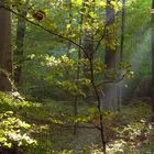 Zauber,Zauber im Wald