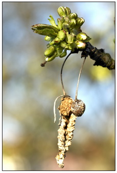 Zaub'rer Frühling kommt in Lüften,