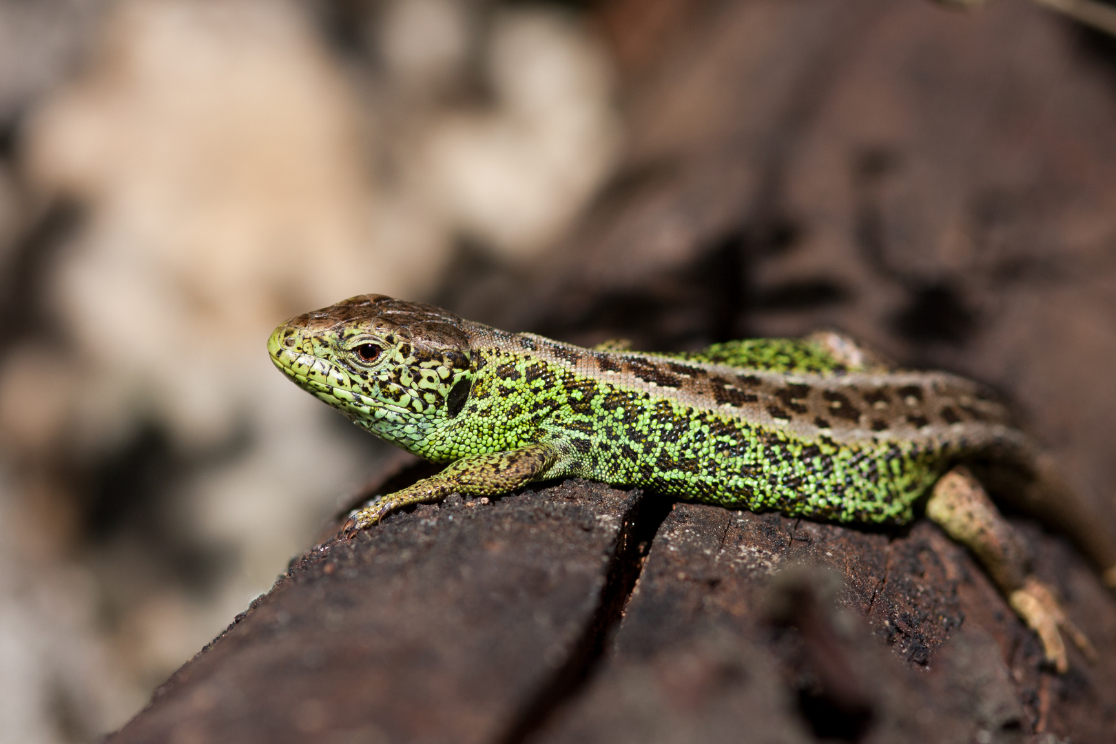 Zaueneidechse (Lacerta agilis)