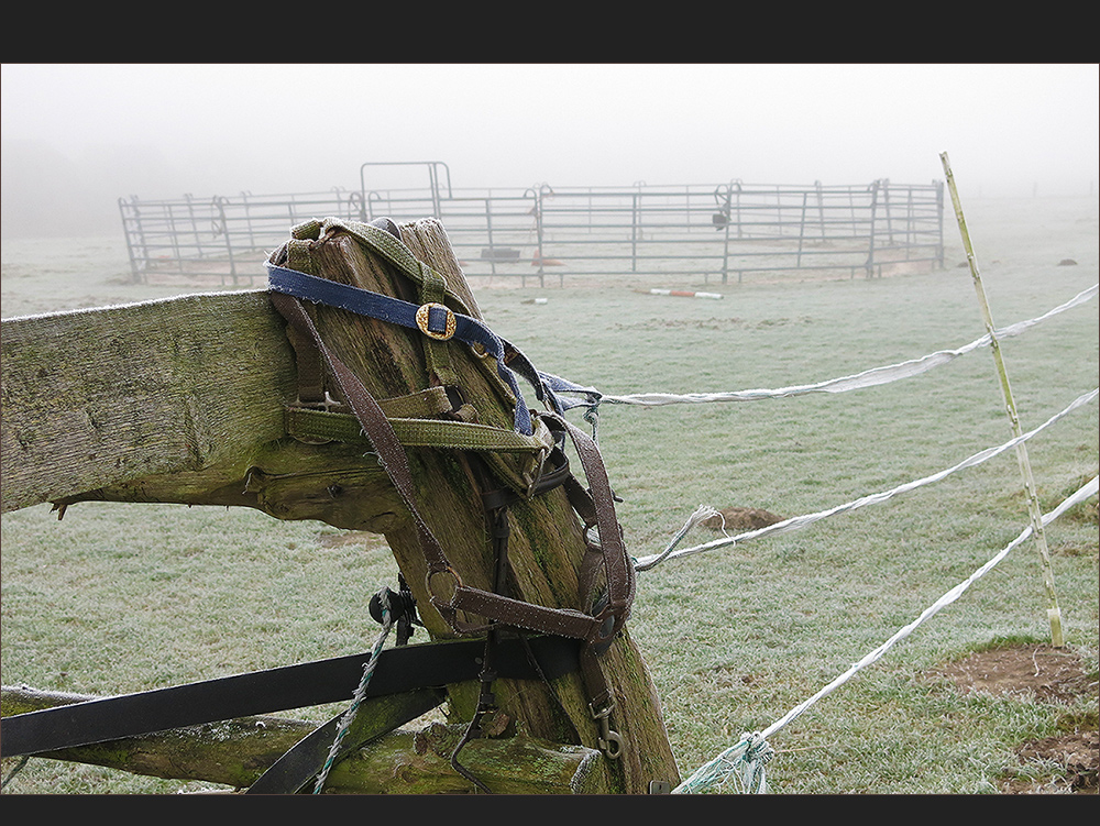 Zaumzeug im Nebel