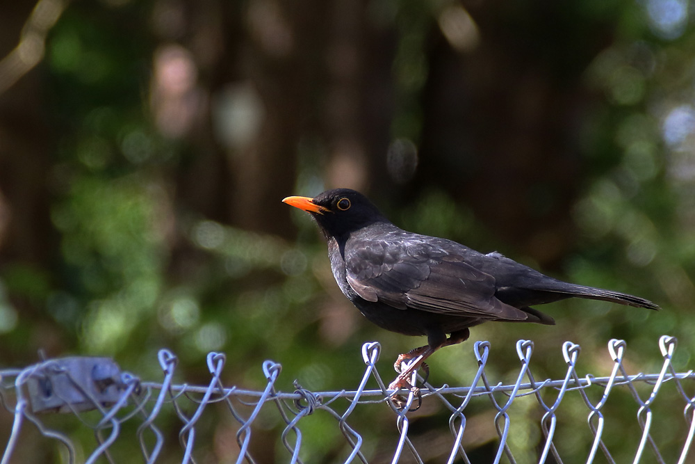 "Zaun-Amsel"