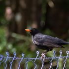 "Zaun-Amsel"