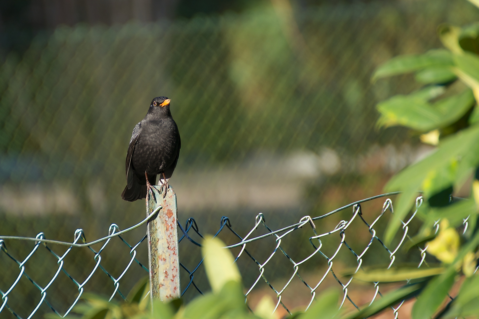 Zaun - Amsel