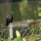 Zaun - Amsel