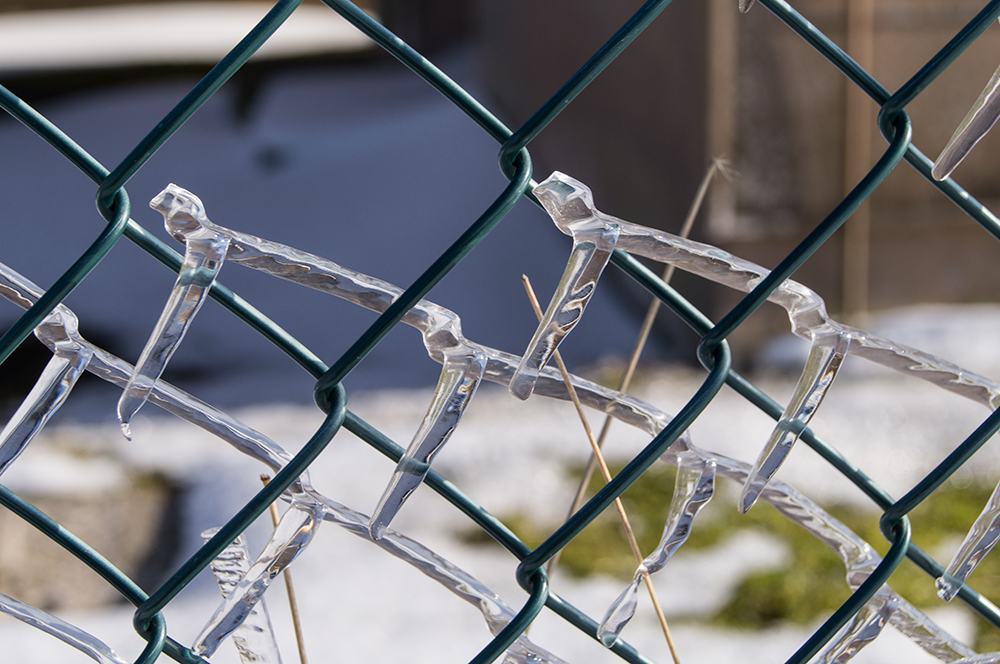 Zaun des Schneekönigs