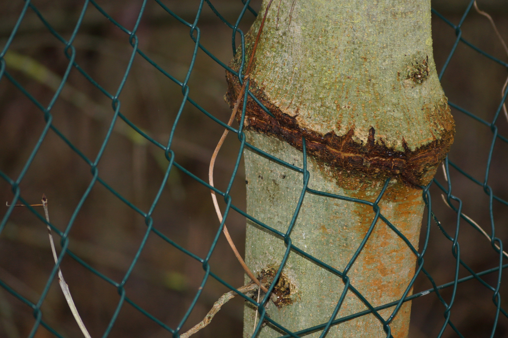 Zaun im Baum oder Baum im Zaun