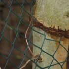 Zaun im Baum oder Baum im Zaun