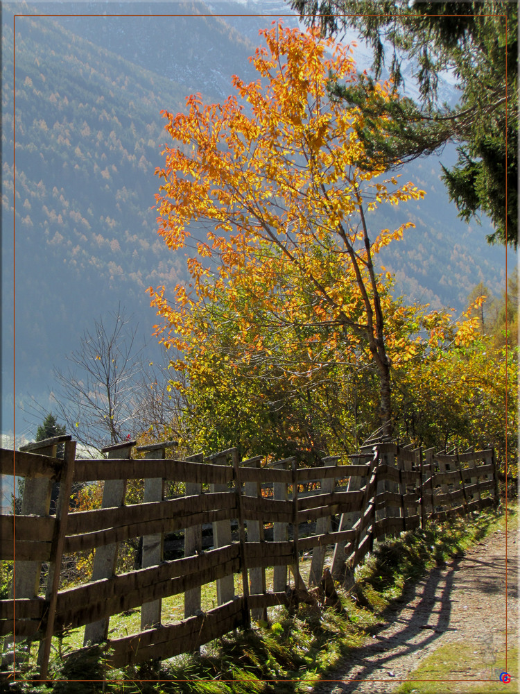 Zaun im Herbst