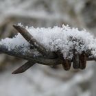 Zaun im Kalten