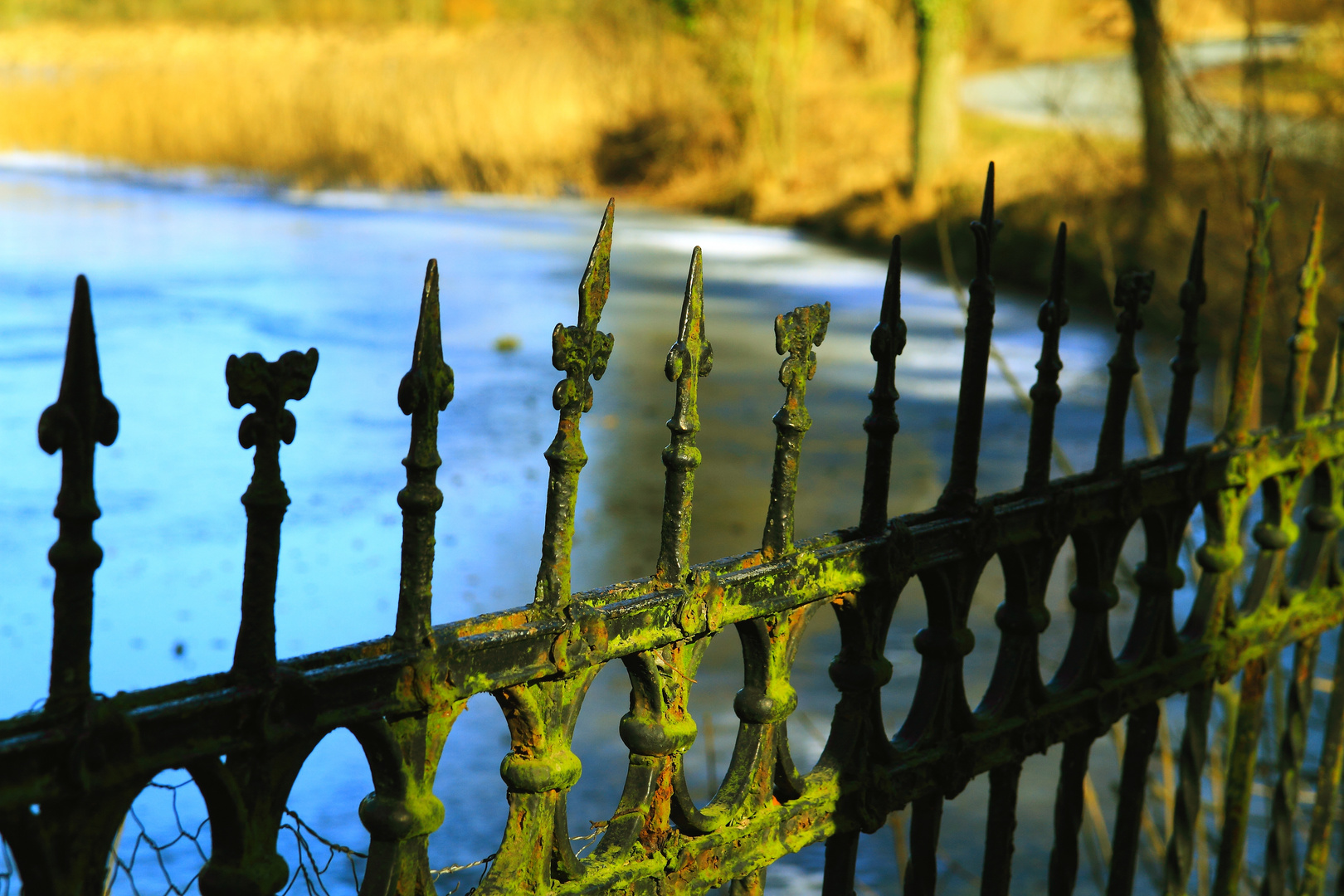 Zaun im Morgenlicht am Teich