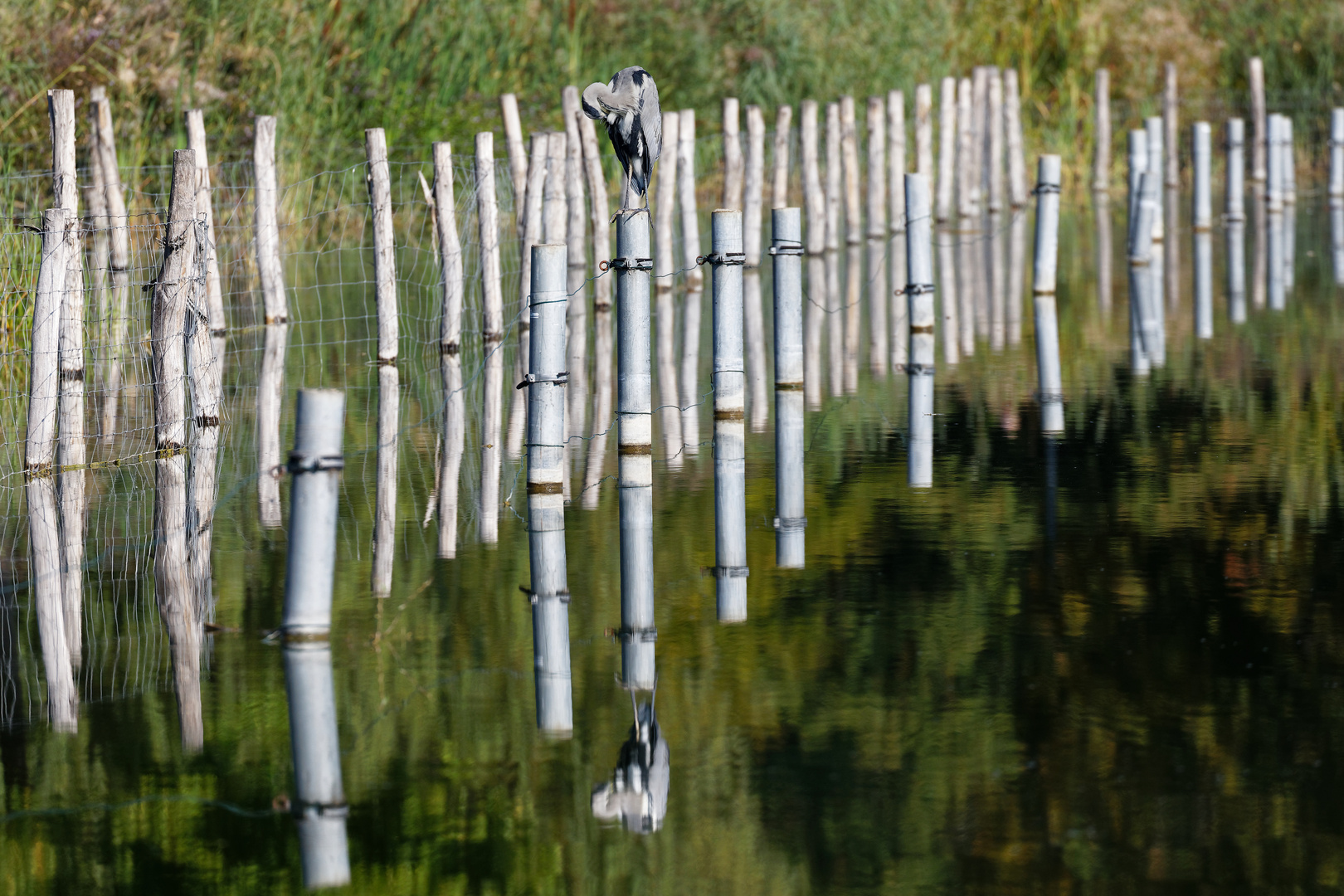 Zaun im See