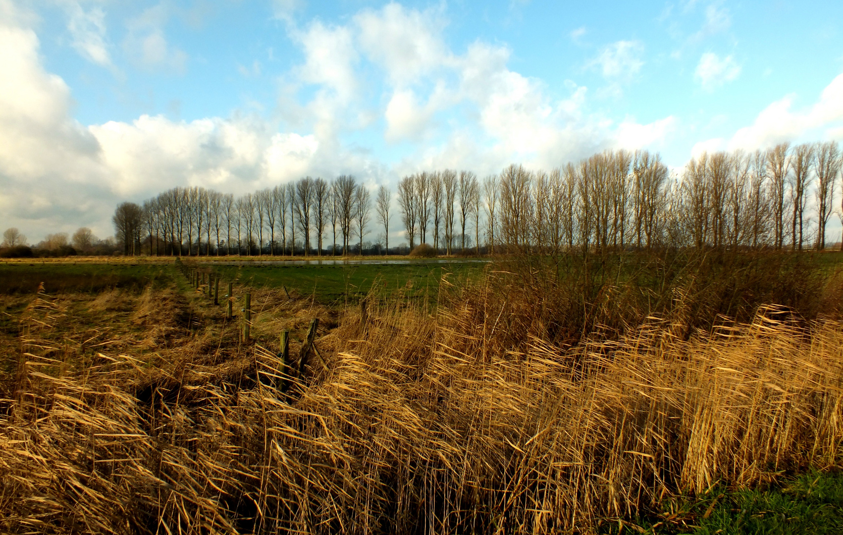 Zaun im windigen Schilfgras