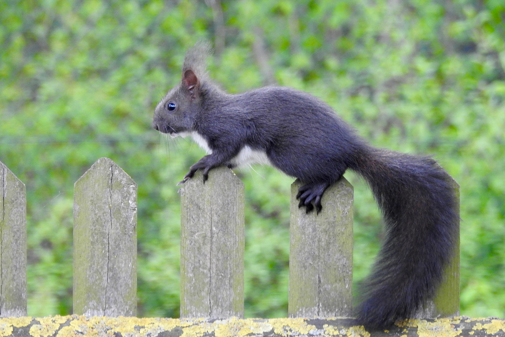 Zaun Läufer