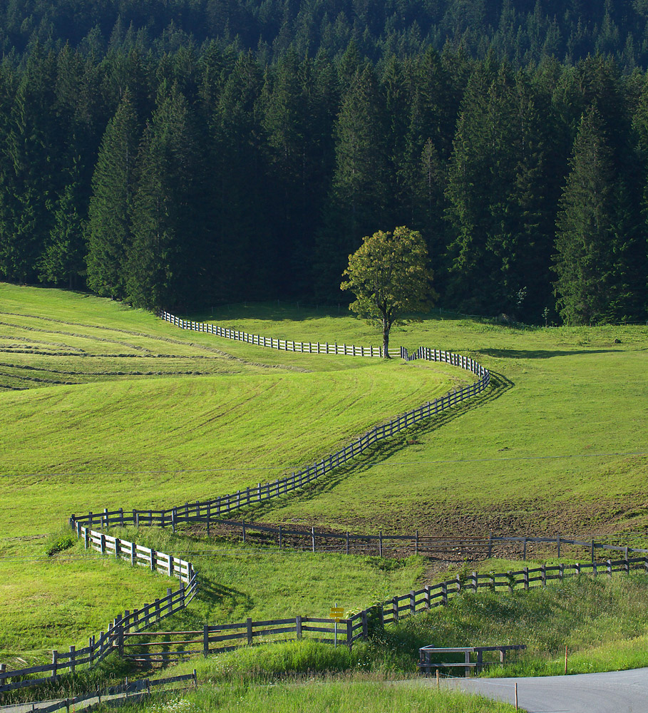 Zaun mit Baum