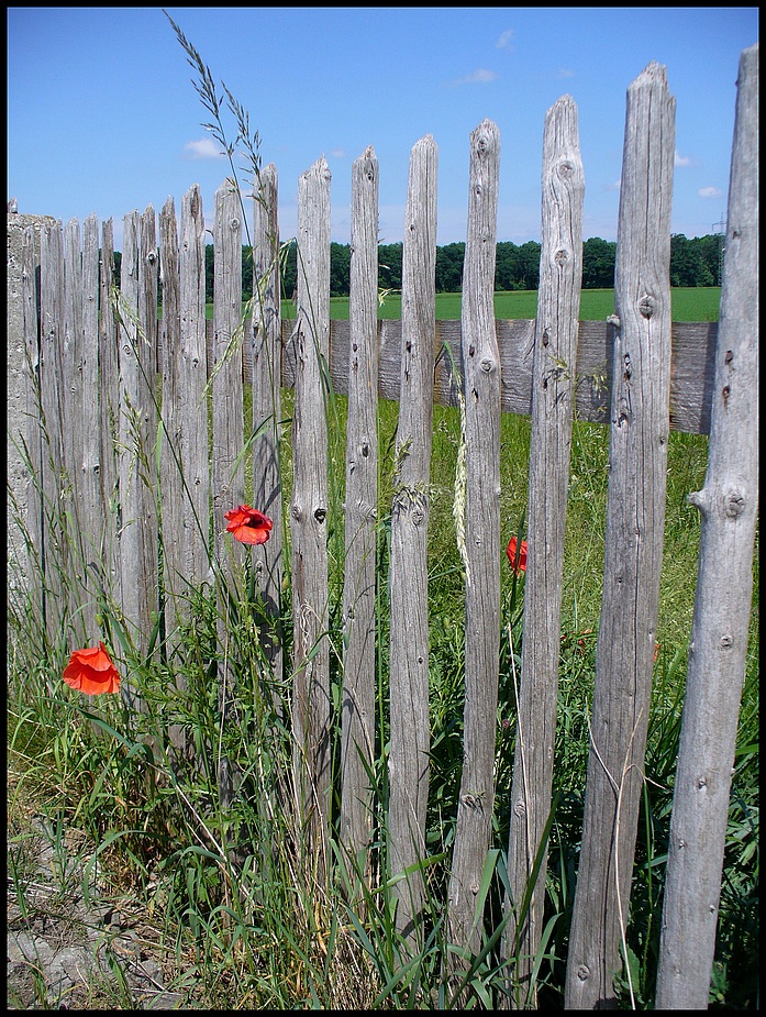 Zaun mit Mohnblumen