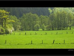 Zaun und Baum !