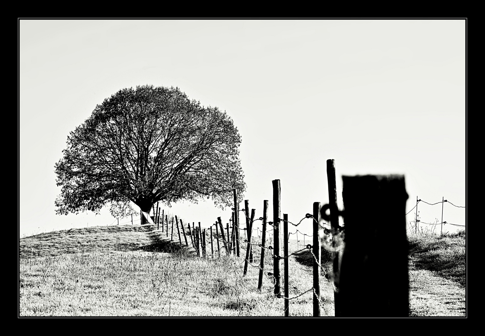 Zaun und Baum