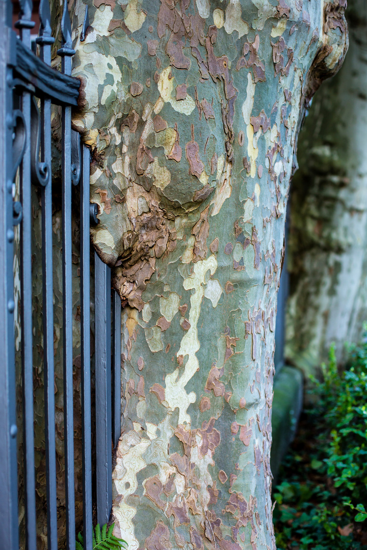 Zaun und Baum