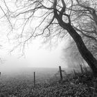 Zaun, Zweige und Buchen im Nebel
