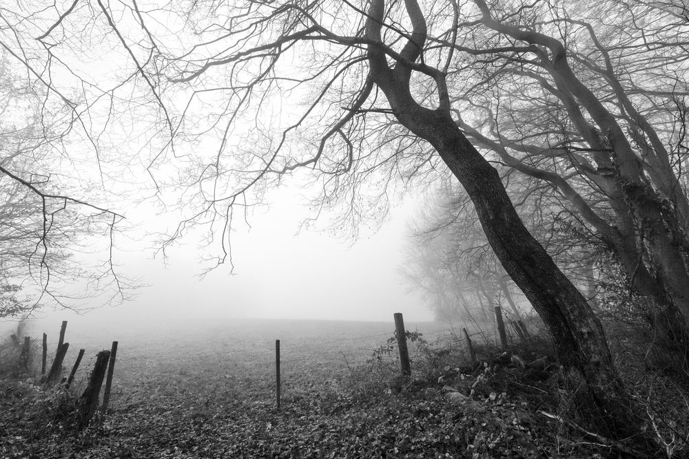 Zaun, Zweige und Buchen im Nebel