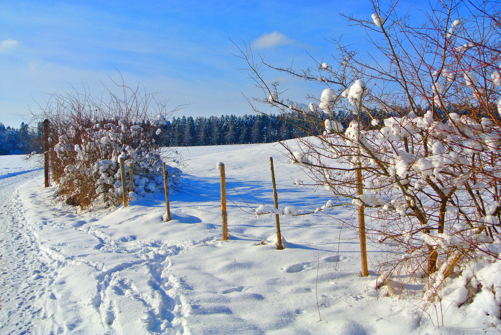 Zaunblick