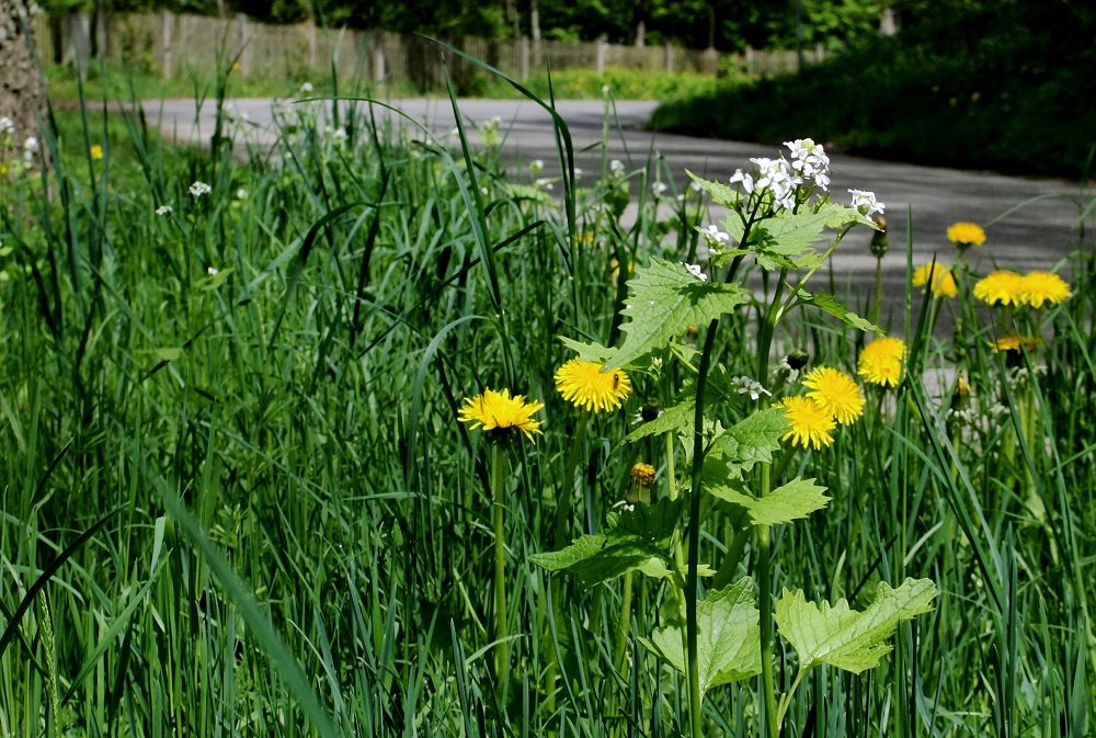 Zaun.Blumen