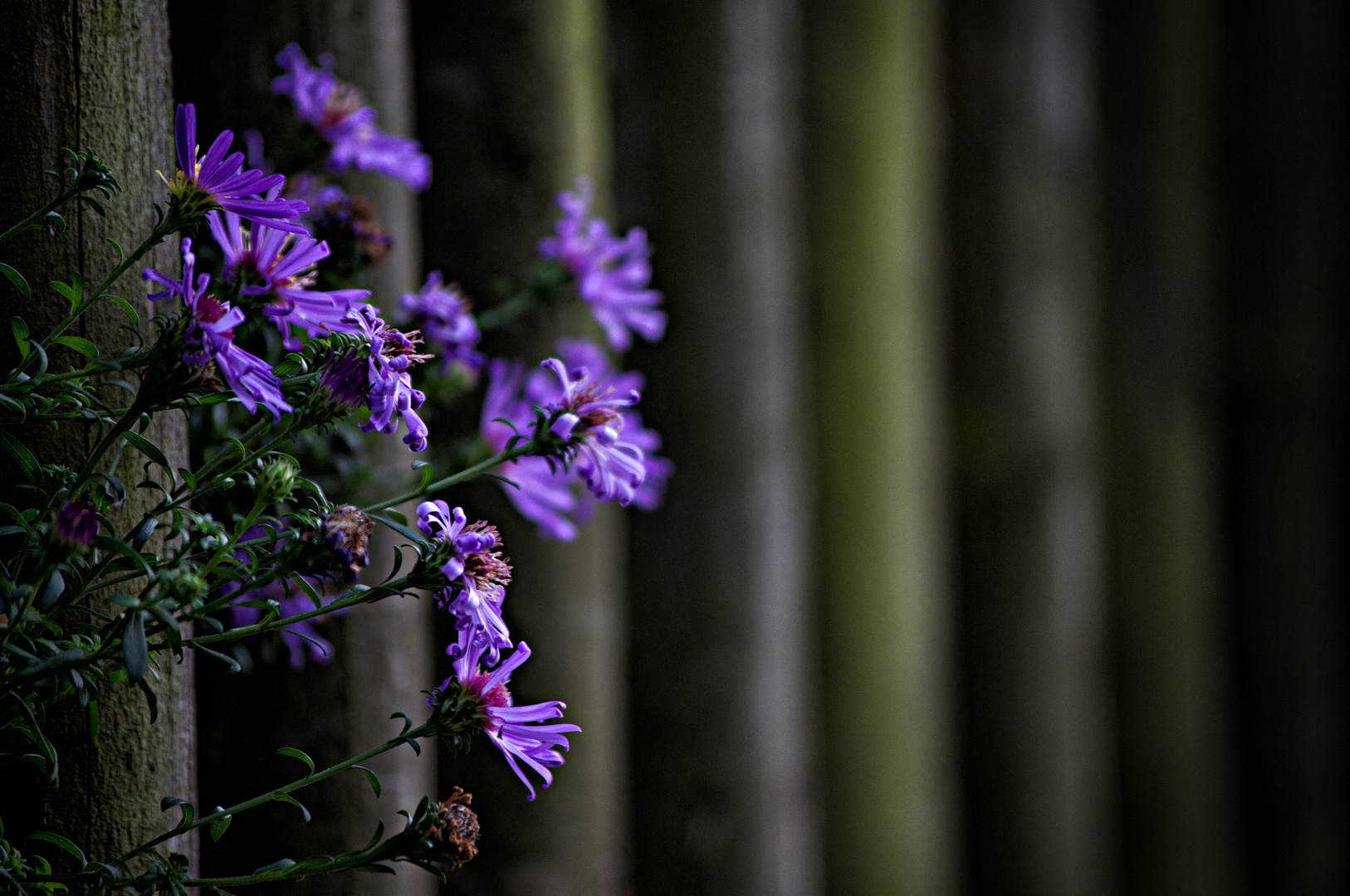 Zaunblumen