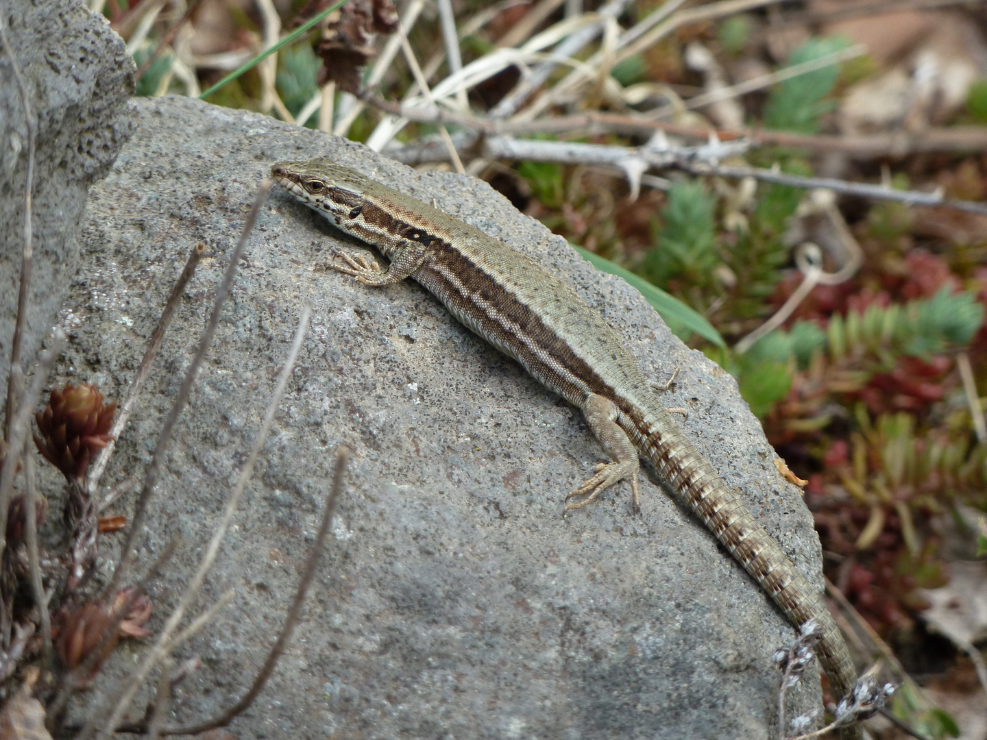 Zauneidechese im Mayener Feld