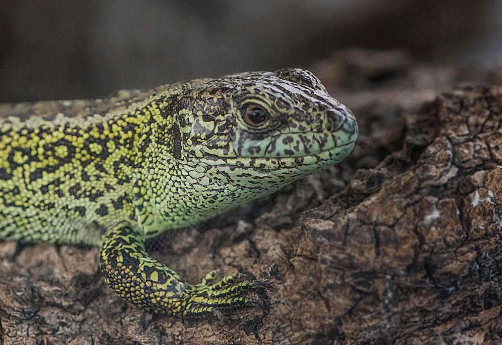 Zaun?Eidechse Foto & Bild tiere, wildlife, amphibien