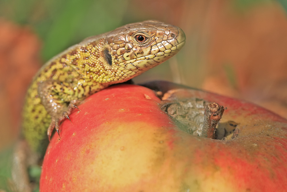 Zauneidechse an Apfel