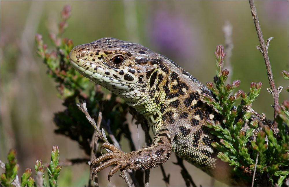 Zauneidechse auf der Heide