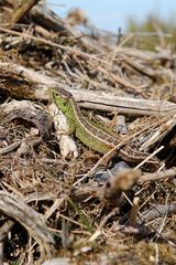 Zauneidechse auf einer Wacholderheide in Hessen am 5.5.10