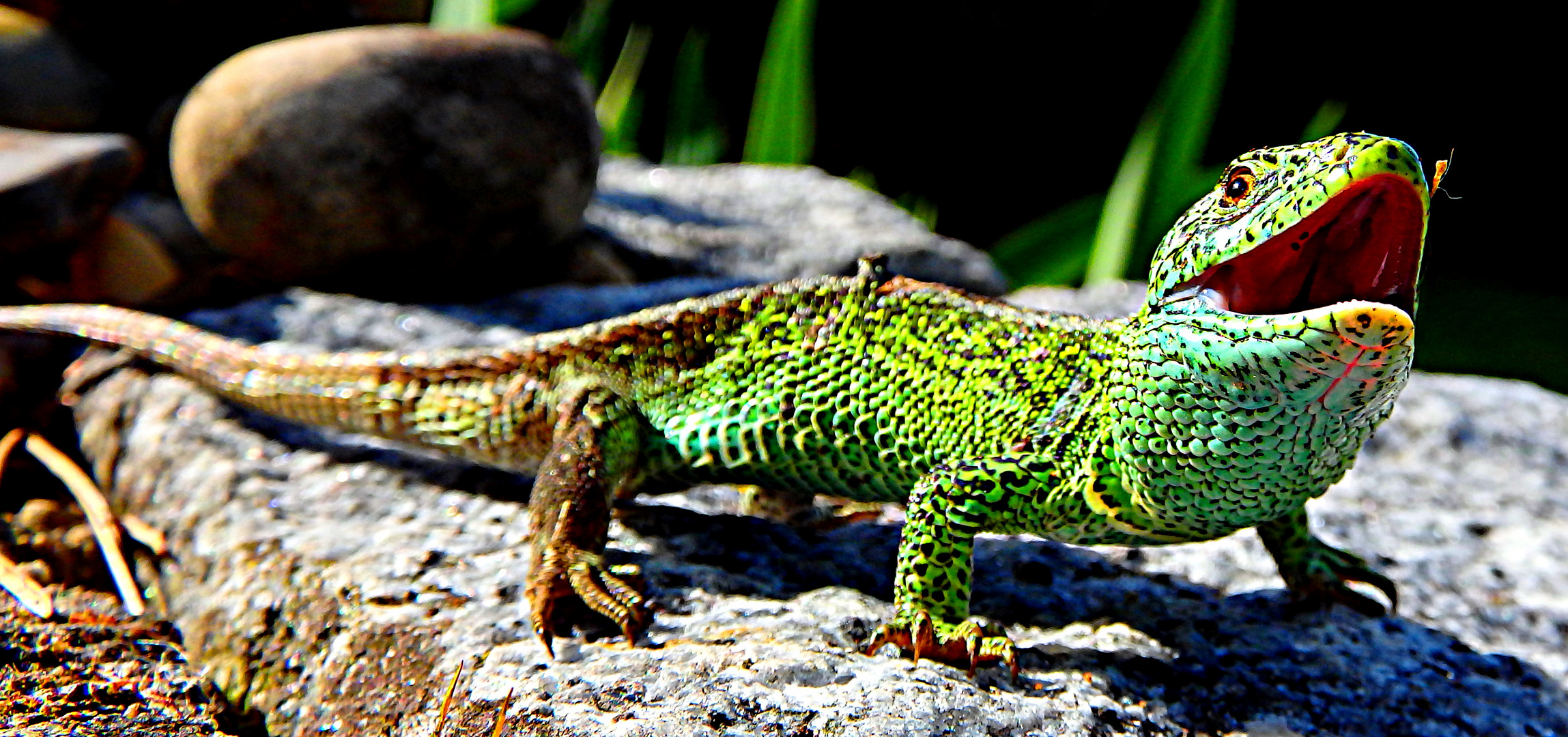 Zauneidechse Foto & Bild | tiere, wildlife, amphibien & reptilien ...